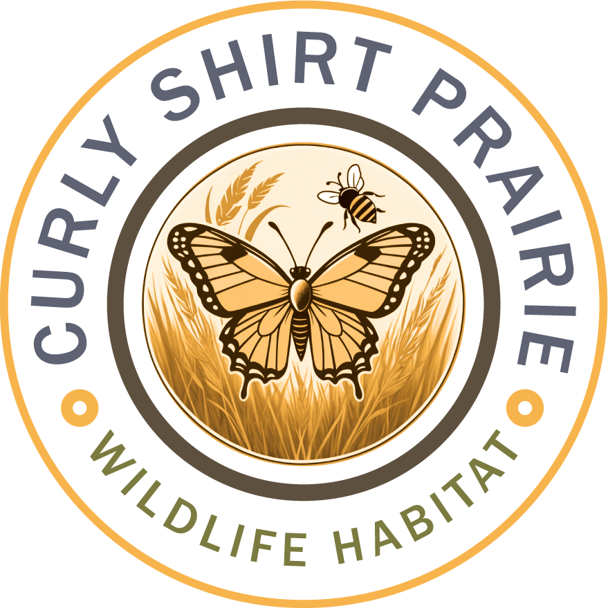 Curly Shirt Habitat